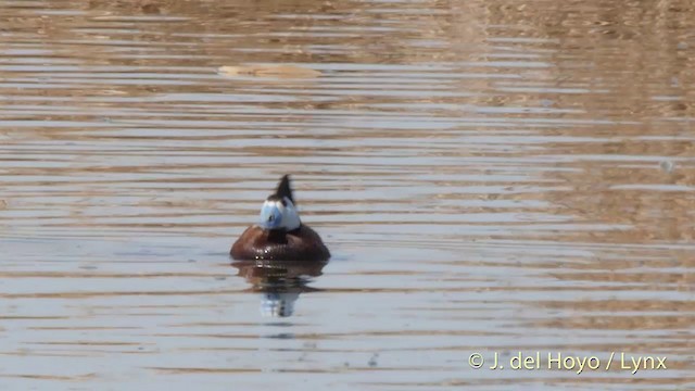 White-headed Duck - ML201413921