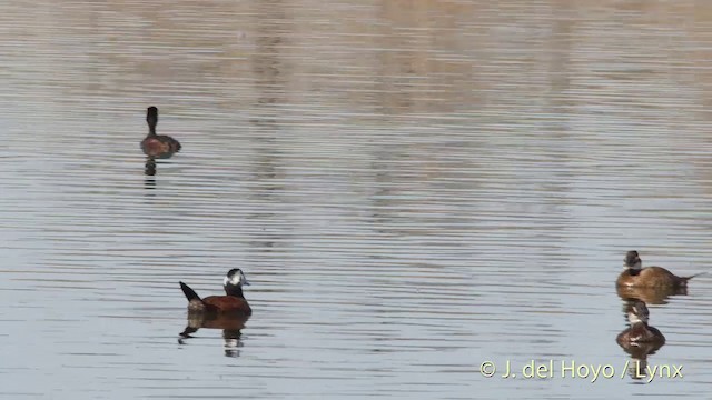 White-headed Duck - ML201413931