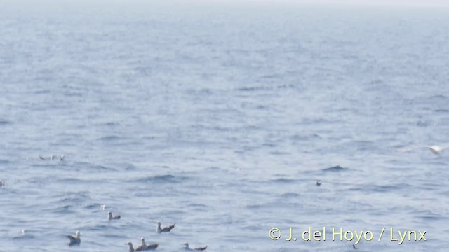 buřňáček malý (ssp. melitensis) - ML201413971