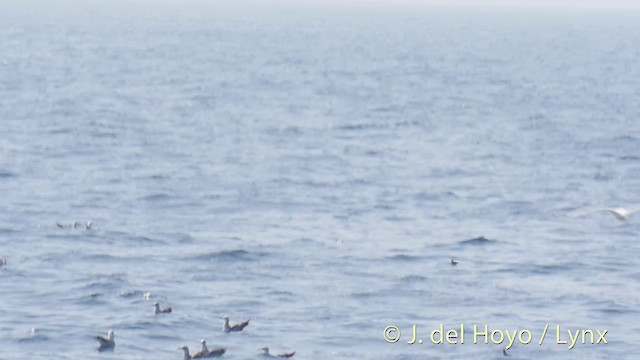 European Storm-Petrel (Mediterranean) - ML201413971