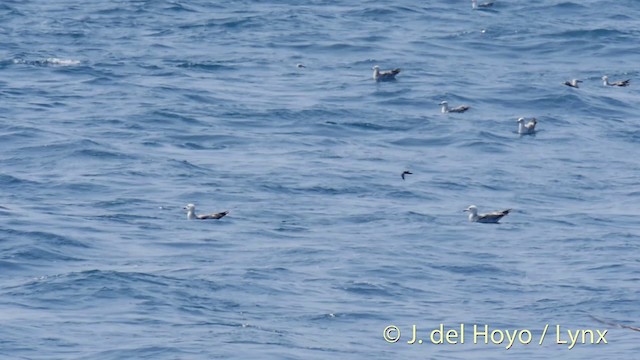 buřňáček malý (ssp. melitensis) - ML201413981