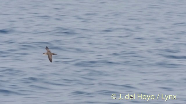 Balearic Shearwater - ML201414061