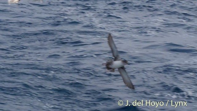 Balearic Shearwater - ML201414071