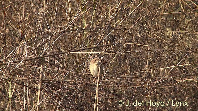 Striped Prinia - ML201414081