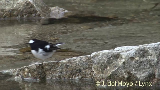 Little Forktail - ML201414151