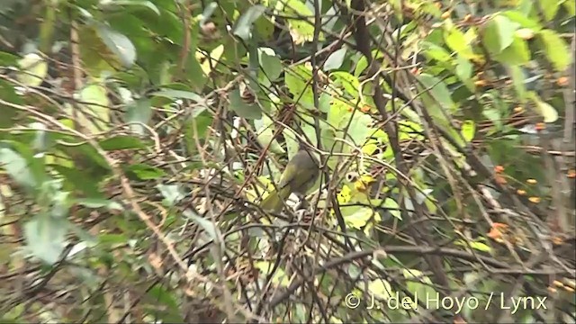 ミヤマヒヨドリ - ML201414201