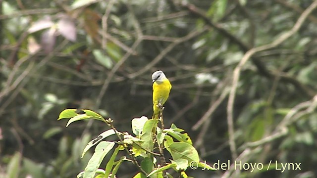 Minivet mandarin (groupe solaris) - ML201414241