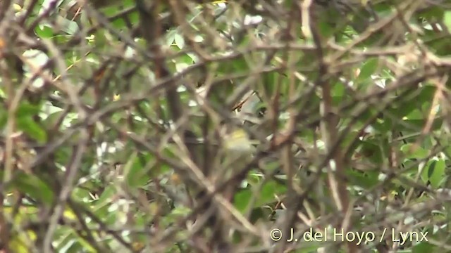 Pallas's Leaf Warbler - ML201414251