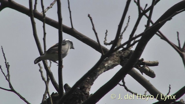 White-browed Shrike-Babbler (Gray-breasted) - ML201414261