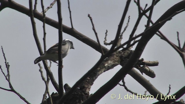 Vireo Alcaudón Cejiblanco (ricketti) - ML201414261