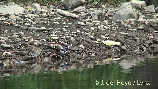 Torrentero Dorsigrís - ML201414481