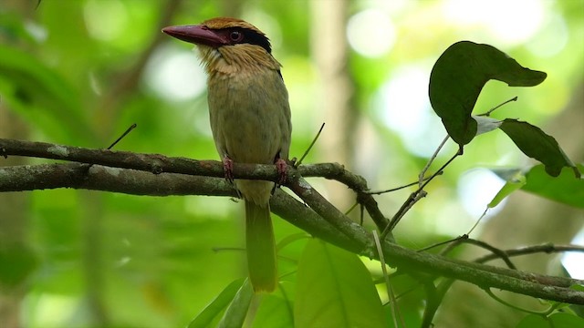 Sulawesi Lilac Kingfisher - ML201414691