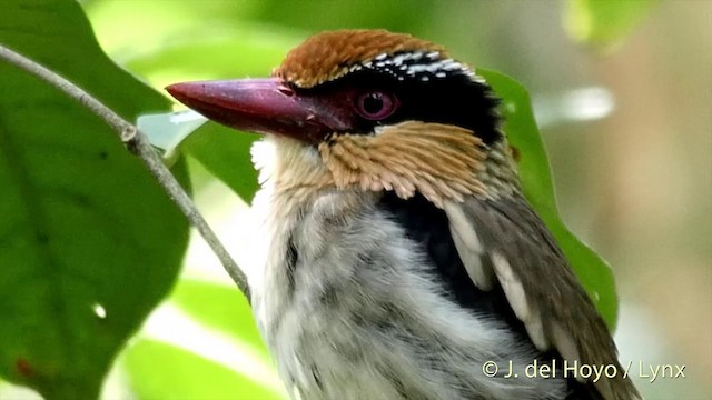 Sulawesi Lilac Kingfisher - ML201414711