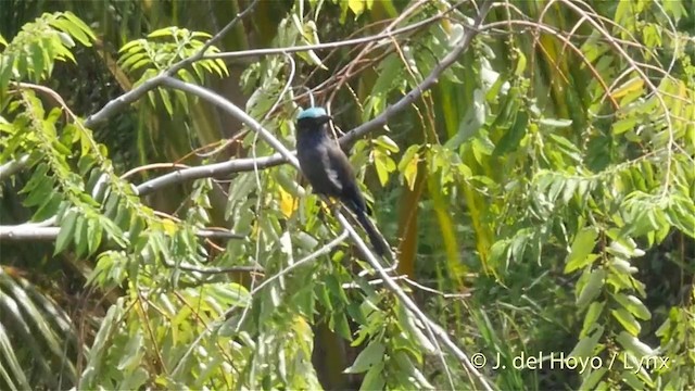 Purple-winged Roller - ML201414721