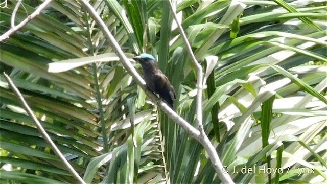 Purple-winged Roller - ML201414761