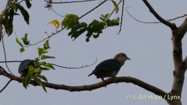 Green Imperial-Pigeon (Rufous-naped) - ML201414811