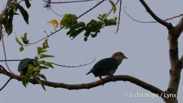 holub kovový (ssp. paulina) - ML201414811