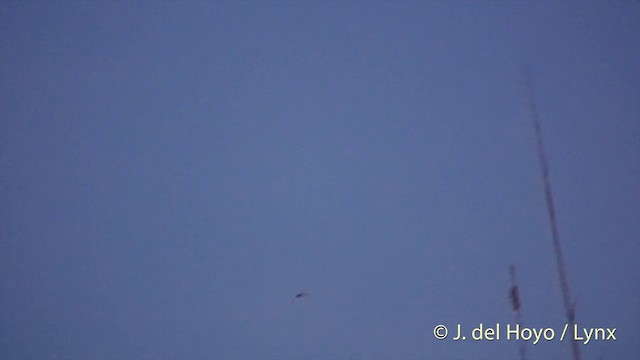 Gray-rumped Treeswift - ML201414851