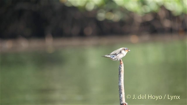 Pacific Swallow - ML201414861