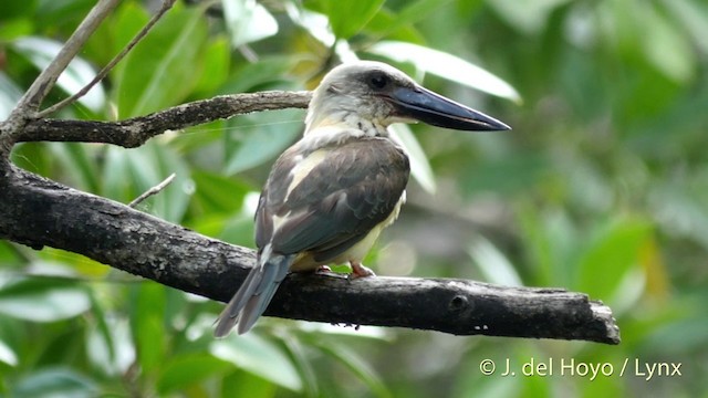 Great-billed Kingfisher - ML201414981