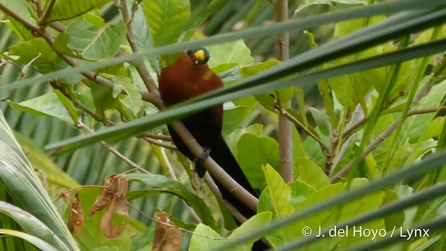 Yellow-billed Malkoha - ML201415001