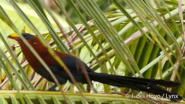 Yellow-billed Malkoha - ML201415011