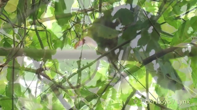 Yellow-billed Malkoha - ML201415031