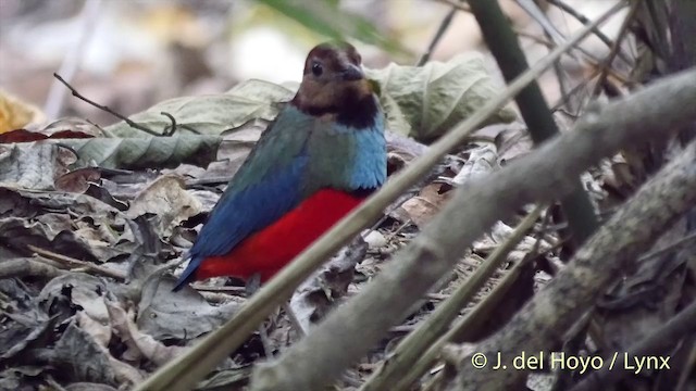 Sulawesi-Blaubrustpitta (celebensis) - ML201415041