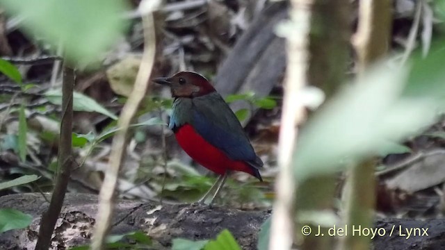 Sulawesi-Blaubrustpitta (celebensis) - ML201415051