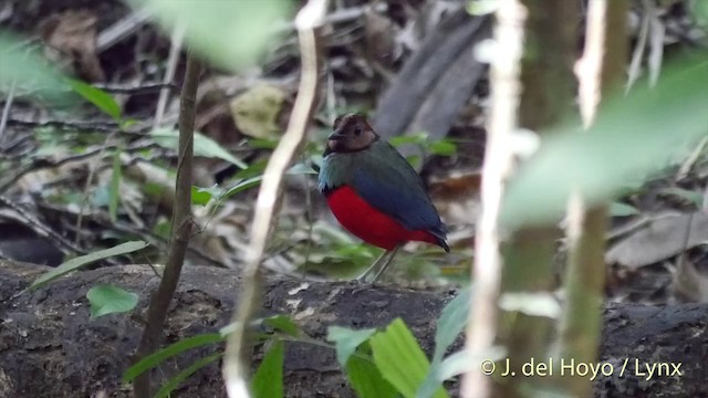 Sulawesi-Blaubrustpitta (celebensis) - ML201415061