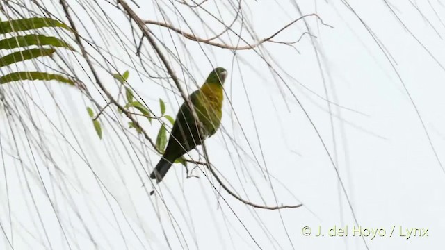 ズアカウチワインコ - ML201415071