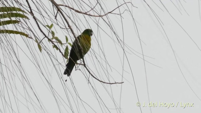 ズアカウチワインコ - ML201415091