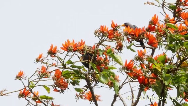 Finch-billed Myna - ML201415111