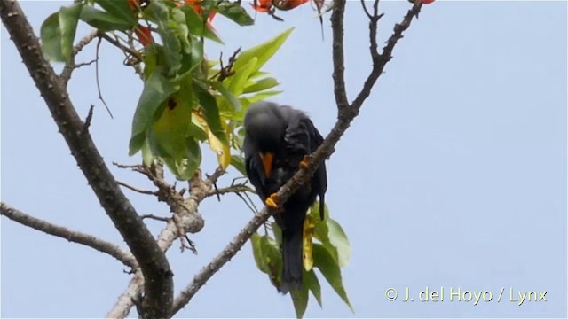 Finch-billed Myna - ML201415131