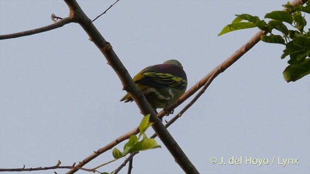 Gray-cheeked Green-Pigeon - ML201415161