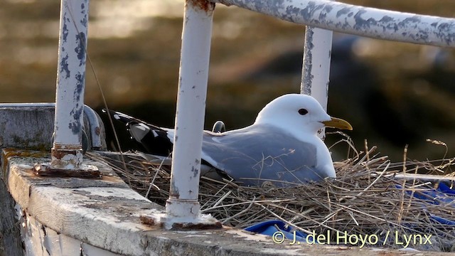 Goéland cendré (canus) - ML201415291