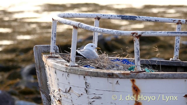 Common Gull (European) - ML201415301
