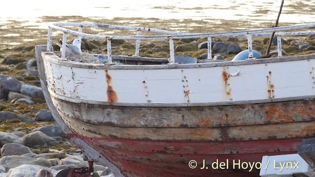 Common Gull (European) - ML201415311