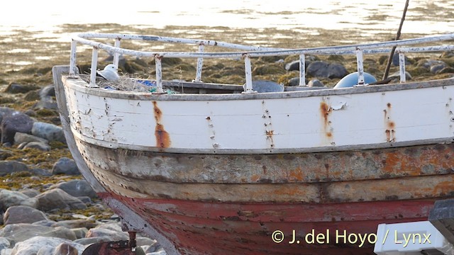 Common Gull (European) - ML201415321
