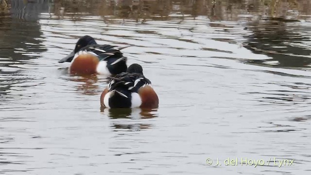 Northern Shoveler - ML201415521