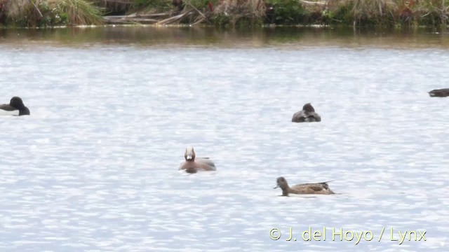 Eurasian Wigeon - ML201415561