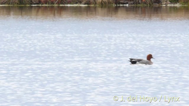 Eurasian Wigeon - ML201415571