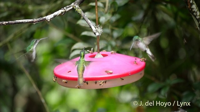 Andean Emerald - ML201415841