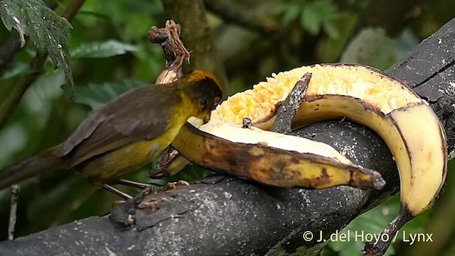 Tricolored Brushfinch (Choco) - ML201415981