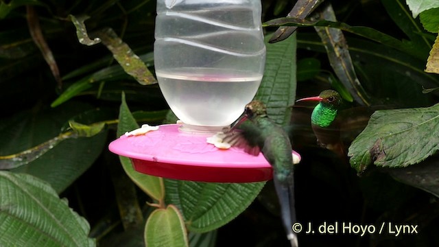 Tawny-bellied Hermit - ML201416081