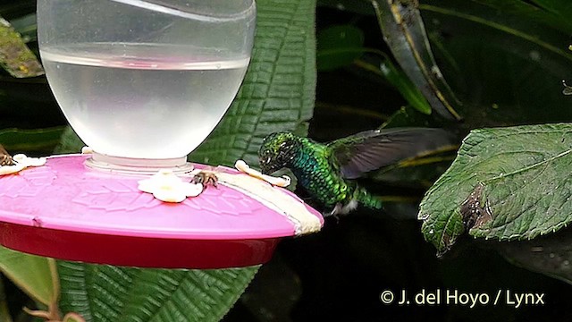 kolibřík blýskavý - ML201416131