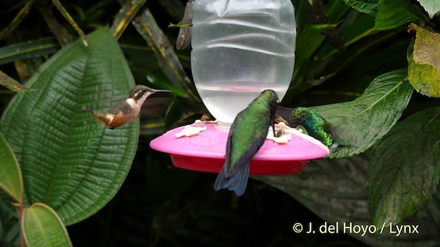 Western Emerald - ML201416141