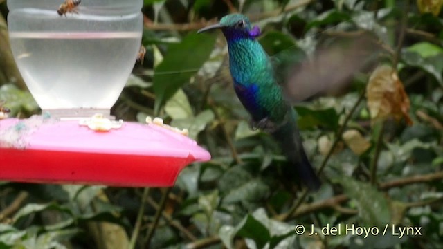 Sparkling Violetear - ML201416161