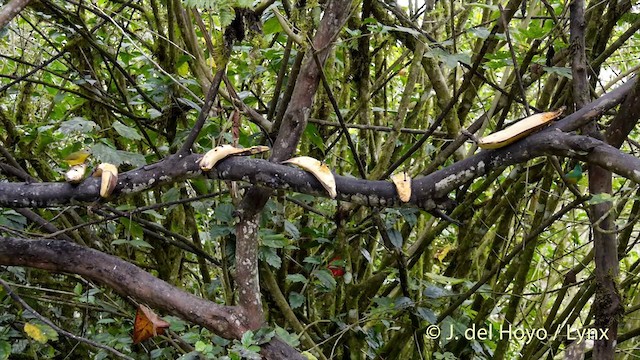 カオグロヒワミツドリ（egregia／aequatorialis） - ML201416181