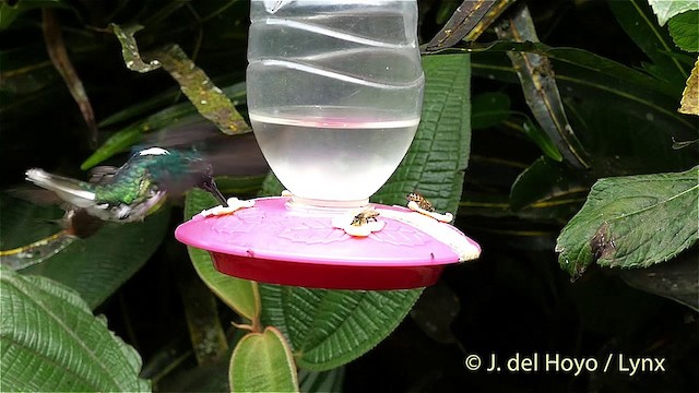 White-necked Jacobin - ML201416271